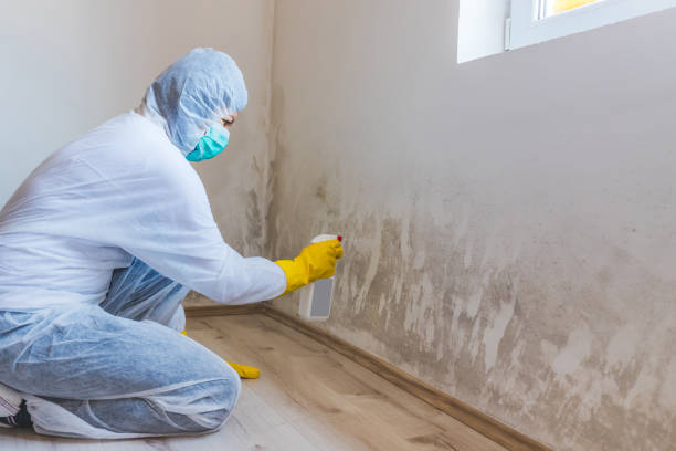 Licensed Mold Testing service in The Plains, VA - WQB Mold Removal