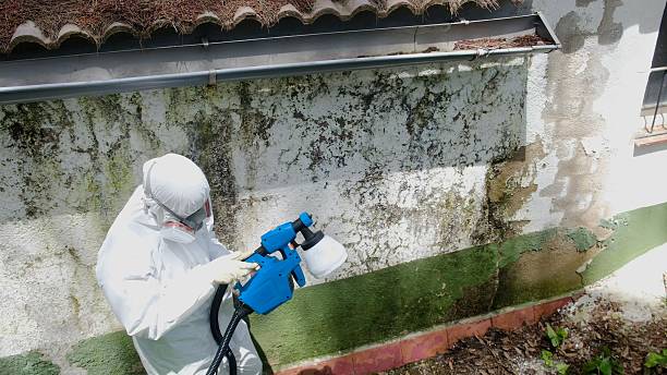 Top rated local Mold Testing specialists in The Plains, VA